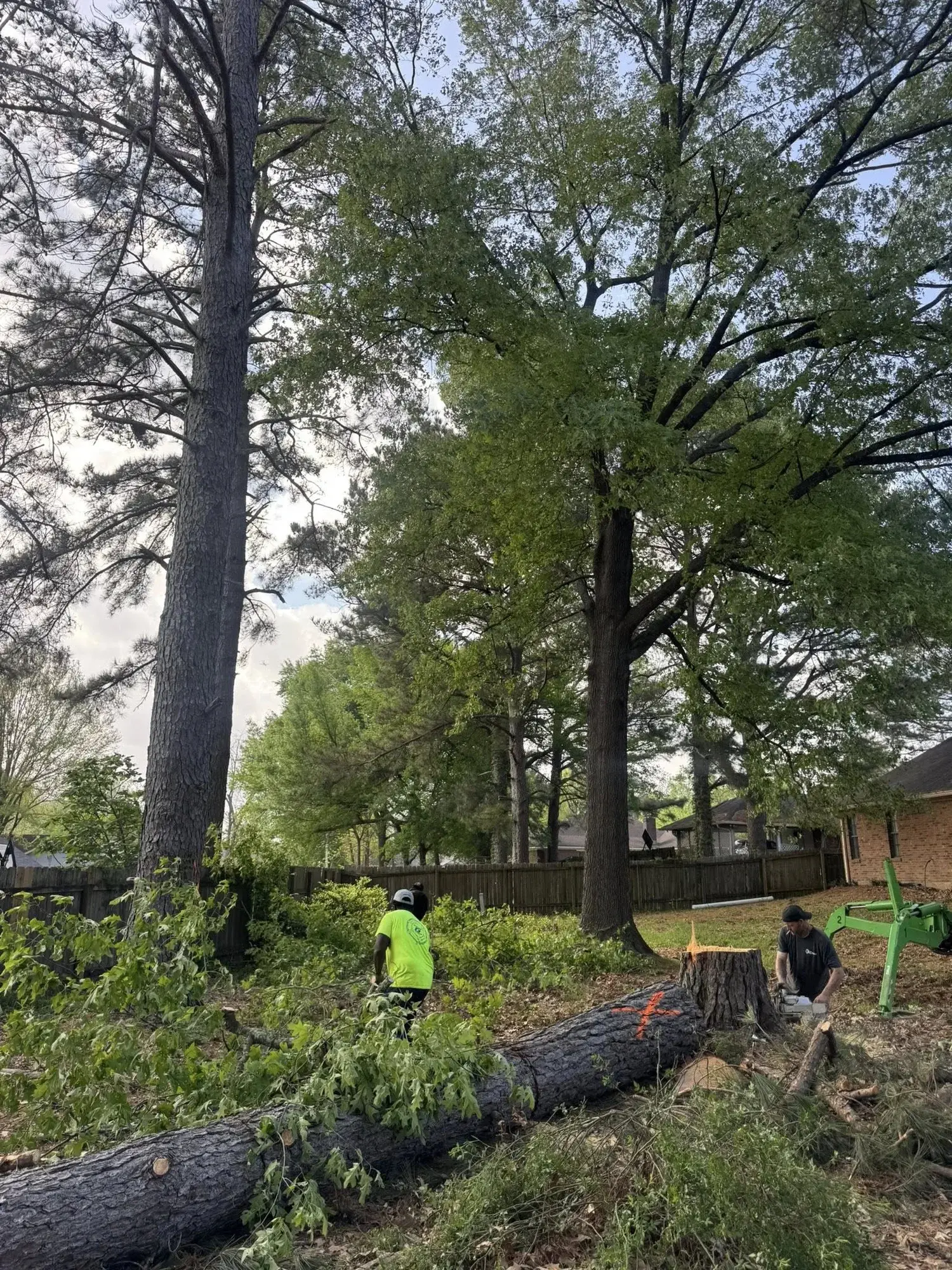 Tree Services